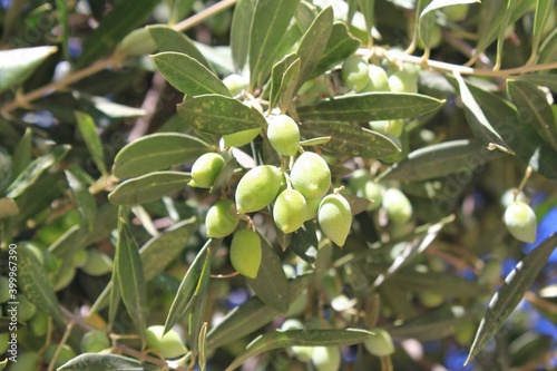 Olives on olive tree branch in Athens, Greece.