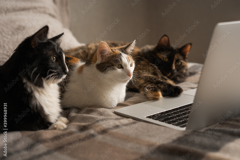 Three cats look at the laptop screen - obrazy, fototapety, plakaty 