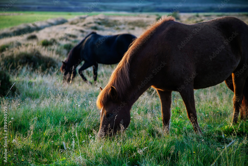 Naklejka premium horse in the field