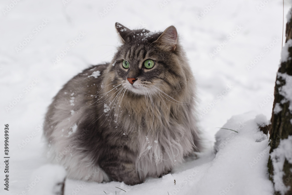 Portrait of a fluffy cat sitting in the winter forest, close-up. Gray cat of Siberian breed with green eyes looking to the side
