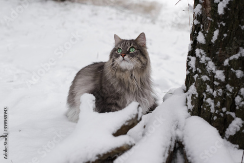 Portrait of a fluffy cat sitting in the winter forest. Gray cat of Siberian breed with green eyes on a walk