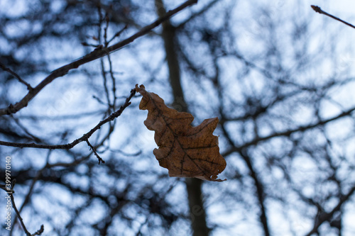 oak leaf on a branch