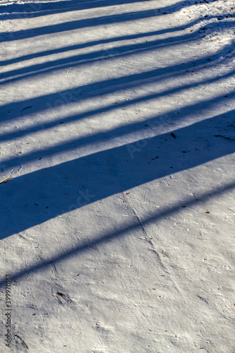 shadows in the snow in the forest