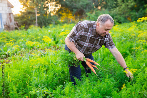 mature man picks carrots in the garden at his homestead