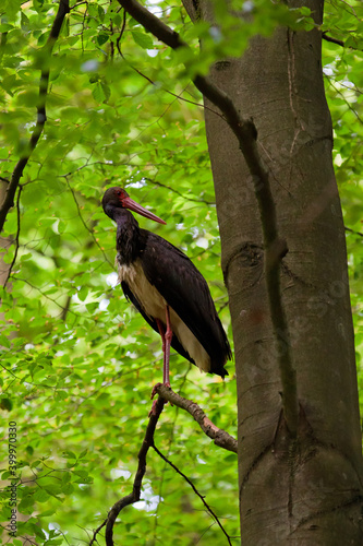 Black stork (Ciconia nigra) adult sitting in beech tree (Fagus sylvatica), Hesse, Germany