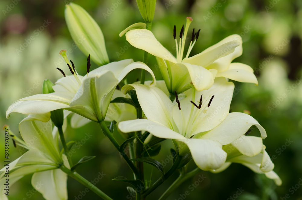 Obraz premium lilies of the valley