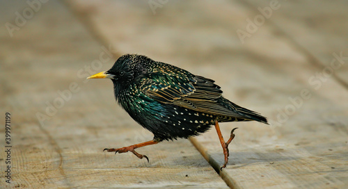 European Starling (Sturnus vulgaris), adult male running over wooden floor, North Sea, Germany