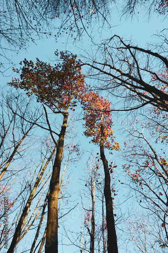 trees with brown and red leaves in autumn season, autumn colors