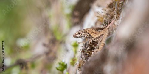 wall lizard on a wall or rock