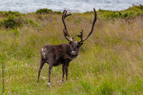 Reindeer with branchy horns is grazed in a high grass on the Barents sea shore, Finnmark, Northern Norway. © Arkadii Shandarov