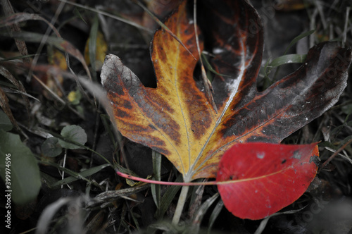 Si sta
come d'autunno
sugli alberi
le foglie