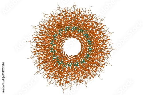 High-resolution structure of tobacco mosaic virus, 3D cartoon model, white background photo