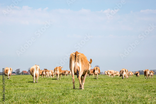 Fototapeta Naklejka Na Ścianę i Meble -  Jersey cows walking away, seen from behind, stroll towards the horizon, with a soft blue sky with some white clouds.