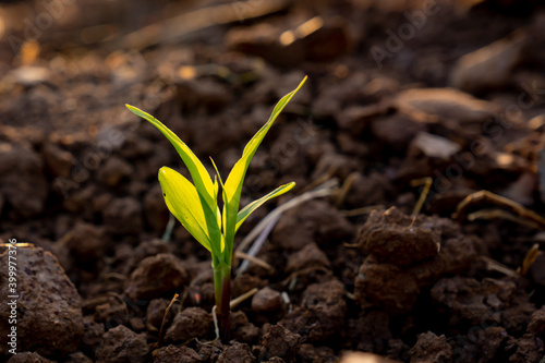 Seeding corn or maize plantation in soil of organic farm agriculture in country, vegetable growth small on ground land, rays light sun on leaf and stem of plant, new green fresh growing in field
