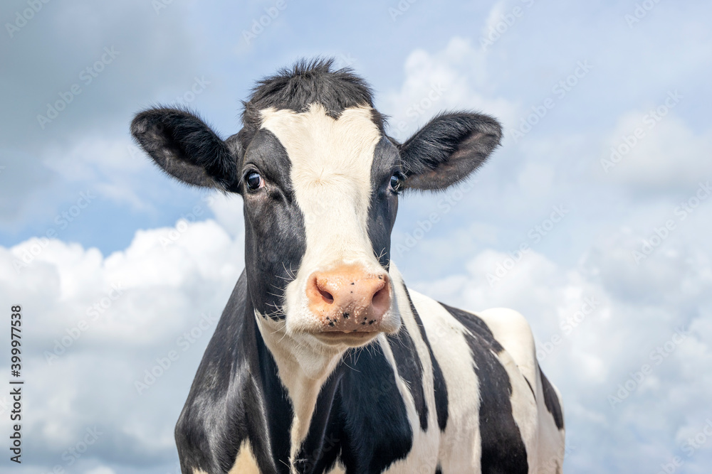 Mature cow, black and white gentle surprised look, pink nose, in front of a blue sky.