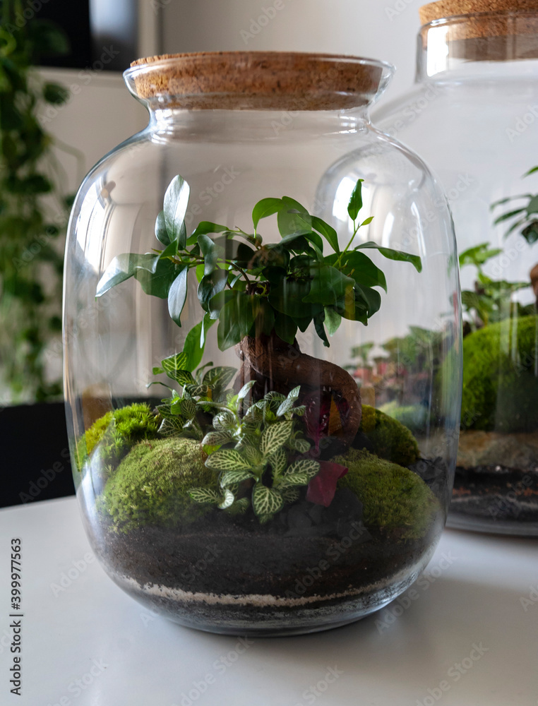 Small decoration plants in a glass bottle/garden terrarium bottle/ forest in a jar. Terrarium jar with piece of forest with self ecosystem. Save the earth concept. Bonsai, set of terrariums/ jars