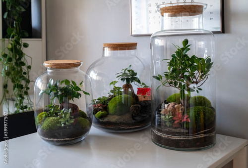 Obraz na płótnie Small decoration plants in a glass bottle/garden terrarium bottle/ forest in a jar. Terrarium jar with piece of forest with self ecosystem. Save the earth concept. Bonsai, set of terrariums/ jars w salonie