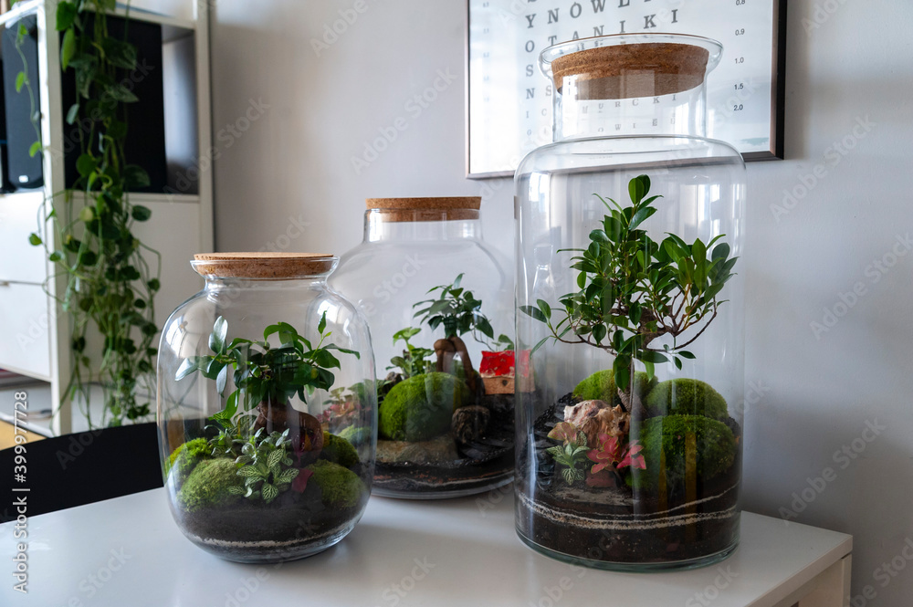 Small decoration plants in a glass bottle, garden terrarium bottle, forest in a jar. Terrarium jar with piece of forest with self ecosystem. Save the earth concept. Bonsai, set of terrariums, jars