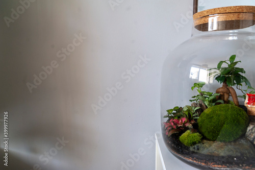 Small decoration plants in a glass bottle, garden terrarium bottle,  forest in a jar. Terrarium jar with piece of forest with self ecosystem. Save the earth concept. Bonsai, set of terrariums, jars