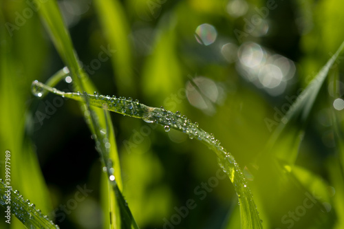 dew on grass