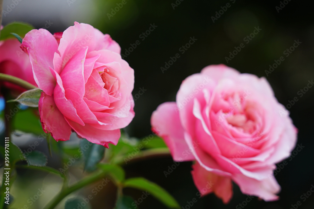 Selective focus the pink rose, brightly colored flowers are in full bloom on the tree for Valentine's day romantic and beautiful Selective focus the pink rose, brightly colored flowers are in full bloom on the tree for Valentine's day romantic and beautiful