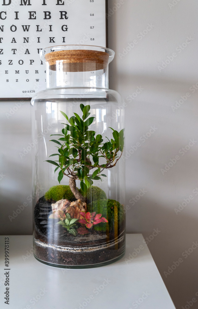 Small decoration plants in a glass bottle, garden terrarium bottle, forest in a jar. Terrarium jar with piece of forest with self ecosystem. Save the earth concept. Bonsai, set of terrariums, jars