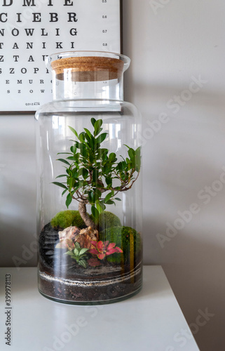 Obraz na płótnie Small decoration plants in a glass bottle, garden terrarium bottle, forest in a jar. Terrarium jar with piece of forest with self ecosystem. Save the earth concept. Bonsai, set of terrariums, jars w salonie