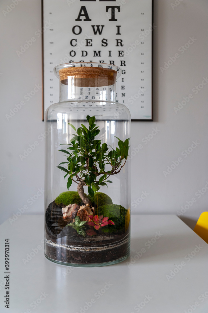Small decoration plants in a glass bottle, garden terrarium bottle, forest in a jar. Terrarium jar with piece of forest with self ecosystem. Save the earth concept. Bonsai, set of terrariums, jars