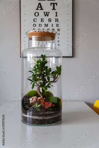 Obraz na płótnie Small decoration plants in a glass bottle, garden terrarium bottle, forest in a jar. Terrarium jar with piece of forest with self ecosystem. Save the earth concept. Bonsai, set of terrariums, jars w salonie