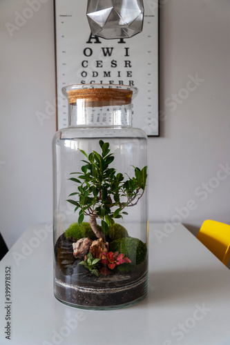 Obraz na płótnie Small decoration plants in a glass bottle, garden terrarium bottle, forest in a jar. Terrarium jar with piece of forest with self ecosystem. Save the earth concept. Bonsai, set of terrariums, jars w salonie