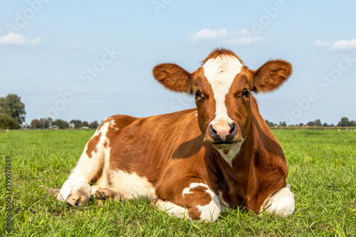 Lying cow red and white in a pasture lazy, looking cute in a green field and a blue sky