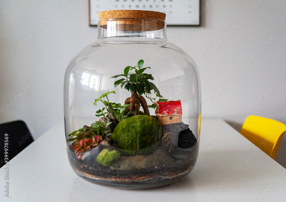 Small decoration plants in a glass bottle, garden terrarium bottle, forest in a jar. Terrarium jar with piece of forest with self ecosystem. Save the earth concept. Bonsai, set of terrariums, jars