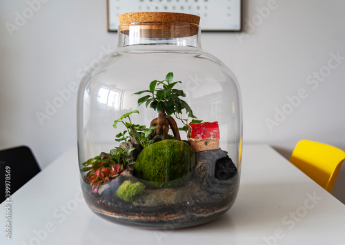 Obraz na płótnie Small decoration plants in a glass bottle, garden terrarium bottle, forest in a jar. Terrarium jar with piece of forest with self ecosystem. Save the earth concept. Bonsai, set of terrariums, jars w salonie
