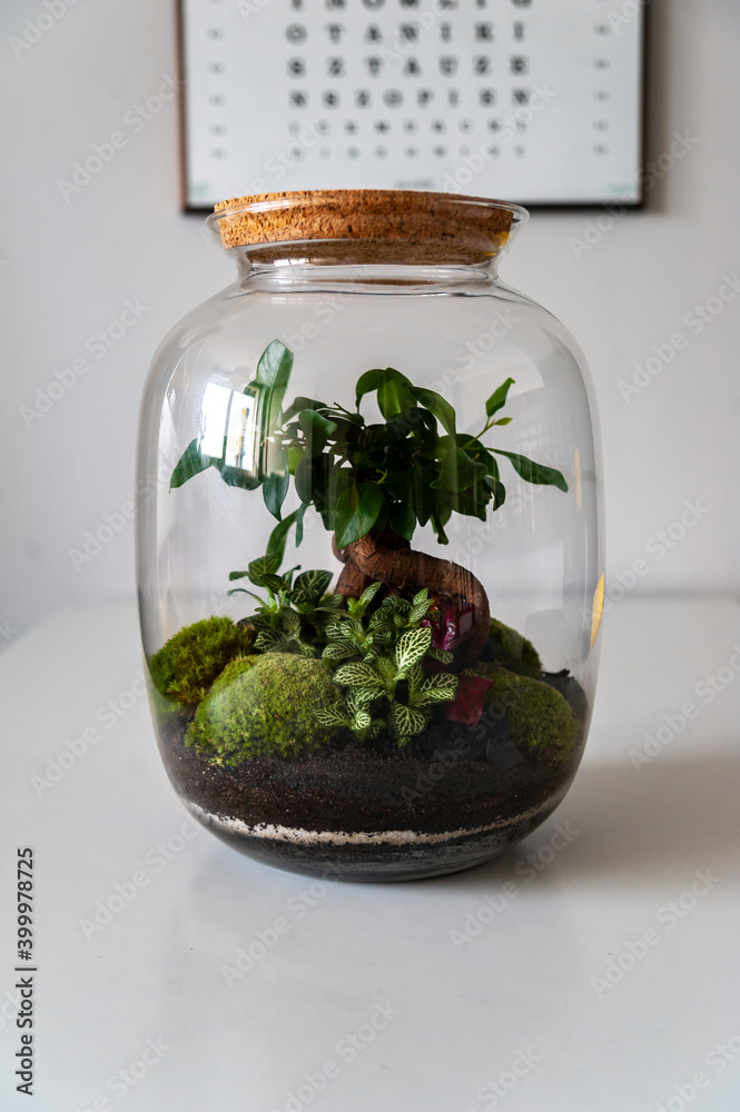 Small decoration plants in a glass bottle, garden terrarium bottle, forest in a jar. Terrarium jar with piece of forest with self ecosystem. Save the earth concept. Bonsai, set of terrariums, jars