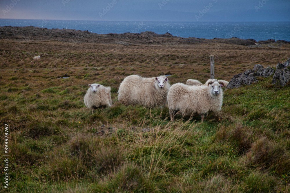 Fototapeta premium sheep in the mountains