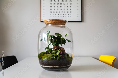 Obraz na płótnie Small decoration plants in a glass bottle, garden terrarium bottle, forest in a jar. Terrarium jar with piece of forest with self ecosystem. Save the earth concept. Bonsai, set of terrariums, jars w salonie