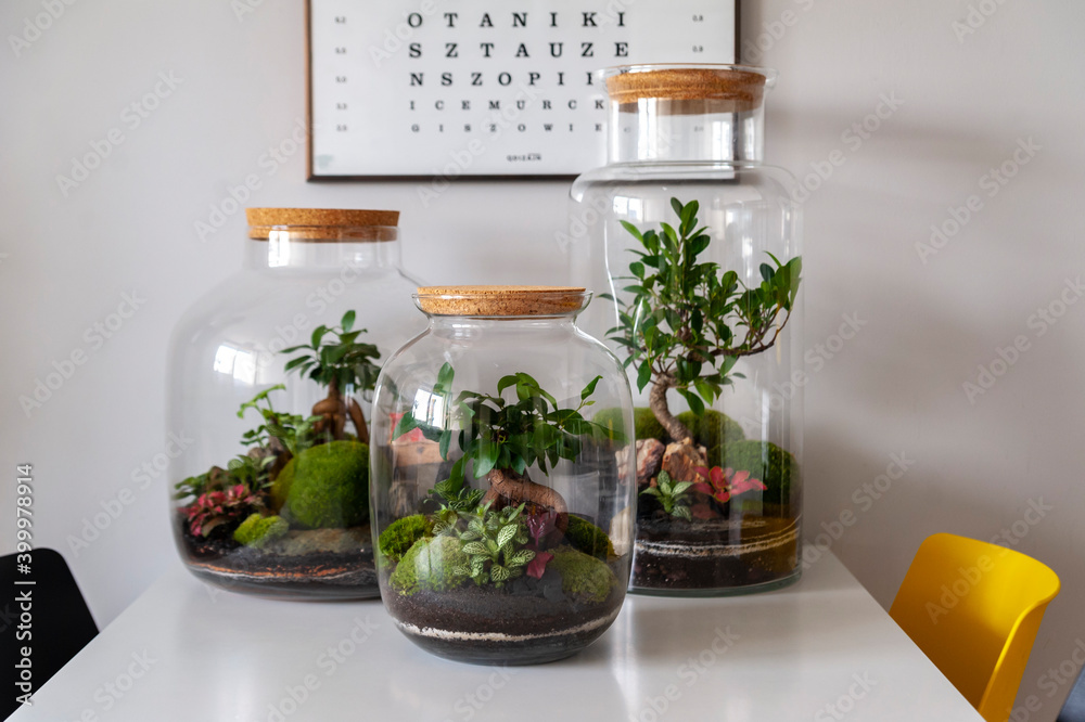 Small decoration plants in a glass bottle, garden terrarium bottle, forest in a jar. Terrarium jar with piece of forest with self ecosystem. Save the earth concept. Bonsai, set of terrariums, jars