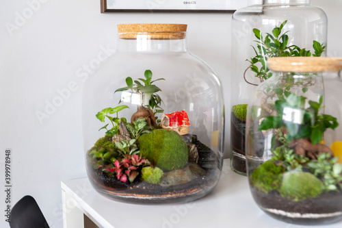 Obraz na płótnie Small decoration plants in a glass bottle, garden terrarium bottle, forest in a jar. Terrarium jar with piece of forest with self ecosystem. Save the earth concept. Bonsai, set of terrariums, jars w salonie
