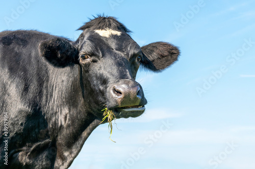 Canvas Print One cow chewing silly, black and white, eating blades of grass, looking naughty
