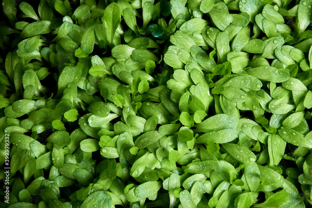 Green plants in near plan Green plants in near plan