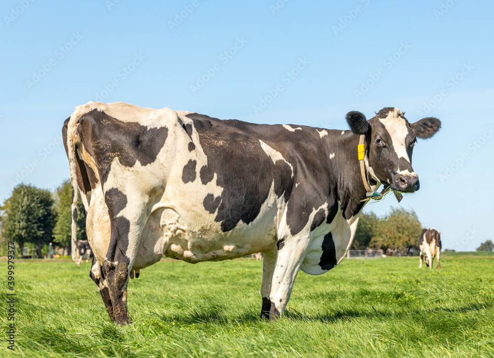 Mottled pied cow, standing on green grass in a pasture large mammary veins glands and a blue sky