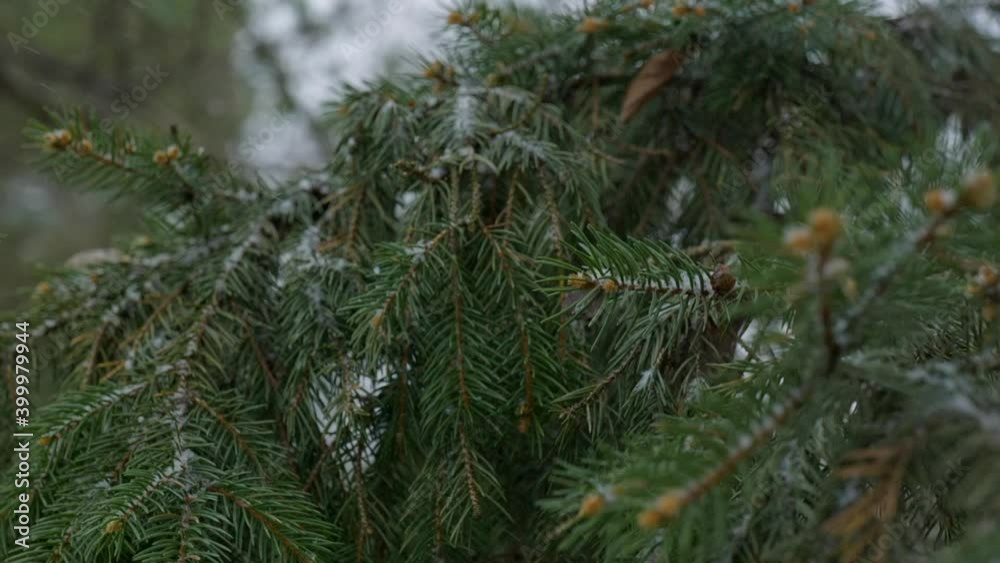 Close up slow motion pine needles in snow fall Close up slow motion pine needles in snow fall