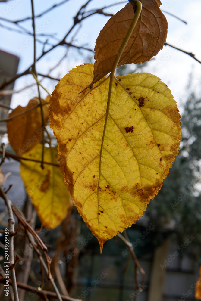 Fototapeta premium Beautiful and colorful background from autumn leaves