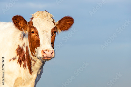 Cow portrait of a lovely and calm red bovine, with white blaze, pink nose and friendly expression, a sky background © Clara