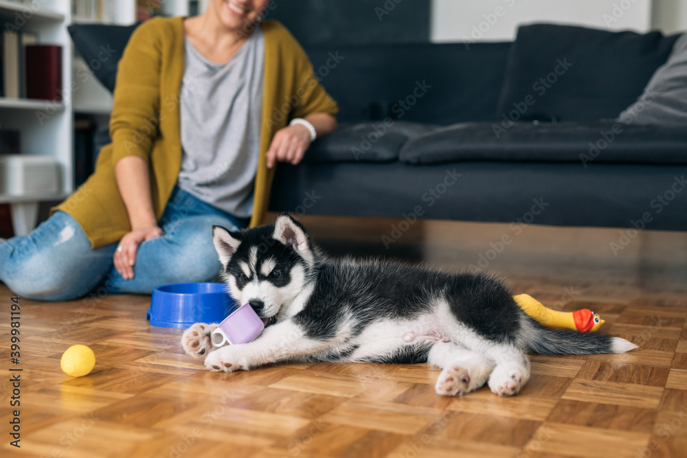 woman playing with her siberian husky puppy at home woman playing with her siberian husky puppy at home