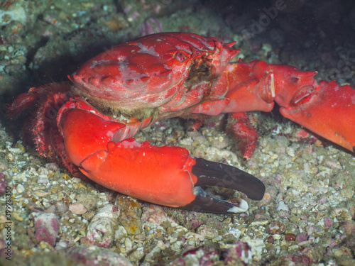 Splendid pebble crab on a gravel (Similan, Thailand) photo