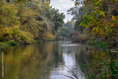 Fototapeta Naklejka Na Ścianę i Meble -  Beautiful view of the river in autumn with floating ducks