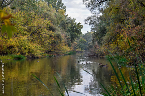 Fototapeta Naklejka Na Ścianę i Meble -  Beautiful view of the river in autumn with floating ducks