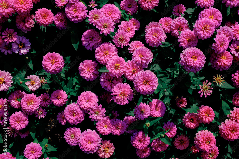 pink flowers pink flowers