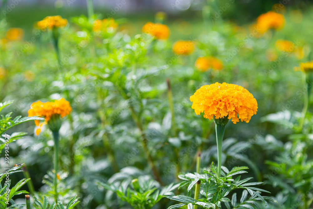 .Marigold fields in the morning .Marigold fields in the morning